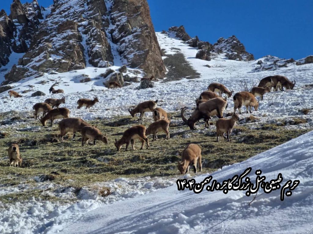 بازگشت بزهای کوهی به ارتفاعات برفی گاجره؛ روایت تصویری از زندگی کل و بز البرز در بزرگ‌ترین هتل کوهستانی کشور